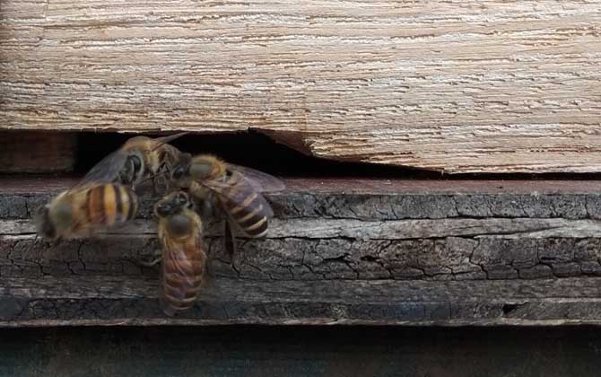 失王蜂群會自己造王嗎? 蜂群失王