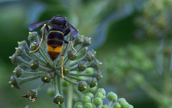 野生蜂蜜什么時候好誘捕? 胡蜂
