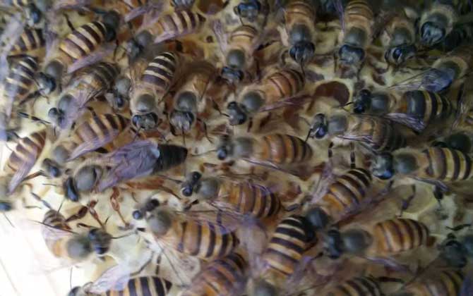 蜜蜂什么時(shí)候人工分蜂? 人工分蜂