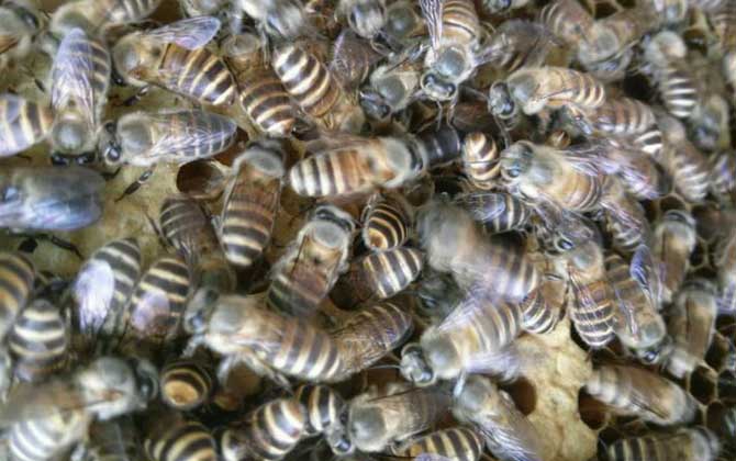 蜜蜂什么時(shí)候人工分蜂? 人工分蜂