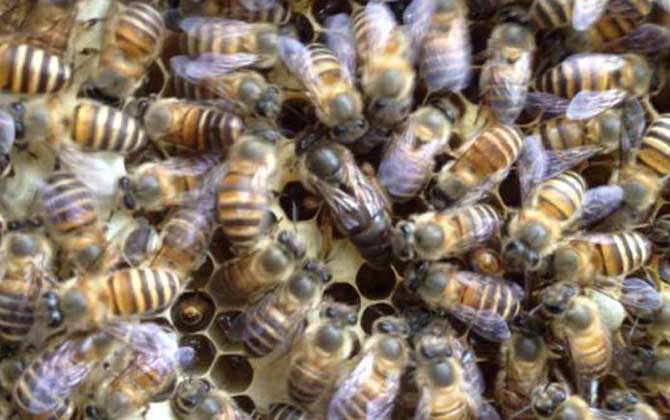 蜜蜂什么時(shí)候人工分蜂? 人工分蜂