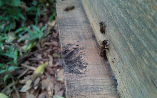 養(yǎng)蜂怎樣原地人工分蜂? 人工分蜂