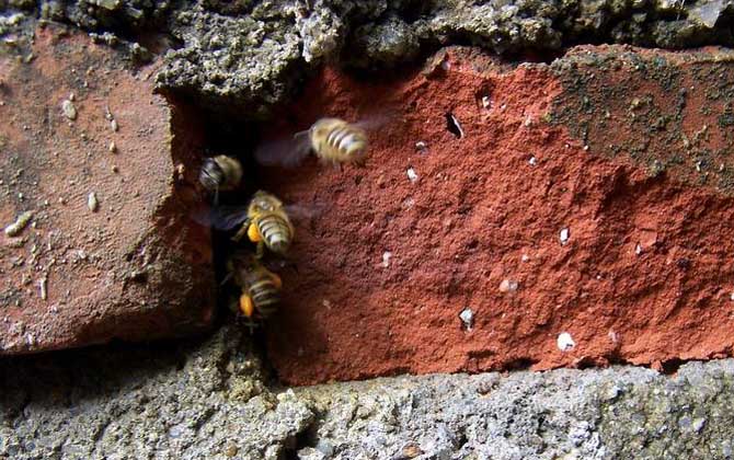 什么時候挖誘蜂洞最好? 誘蜂洞