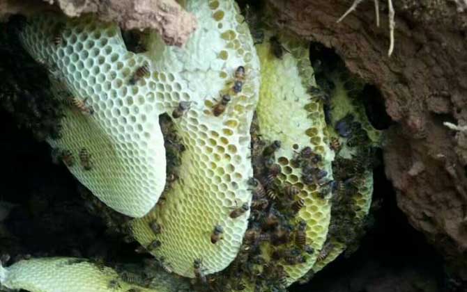 誘蜂高手是怎樣誘蜂的? 誘蜂