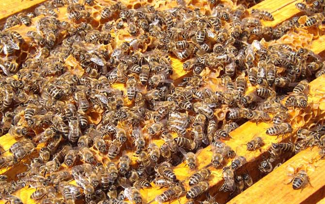 什么時(shí)候人工分蜂最好? 人工分蜂