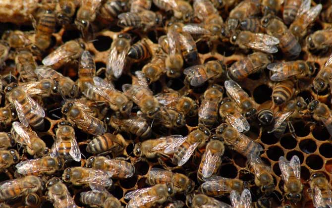 什么時(shí)候人工分蜂最好? 人工分蜂