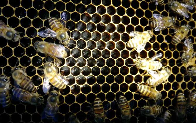 蜜蜂什么情況下會打架? 蜜蜂