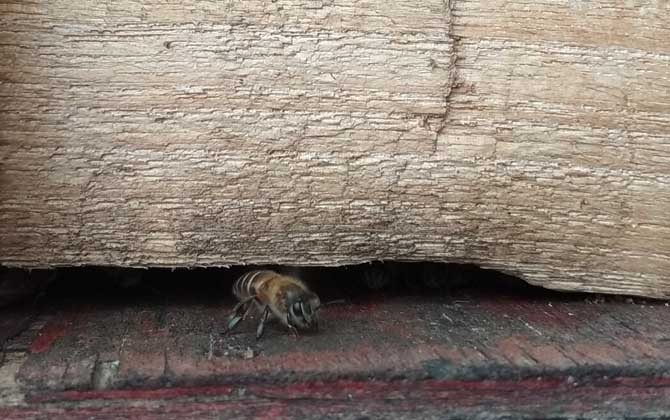 蜜蜂在巢門結(jié)團怎么回事? 蜜蜂