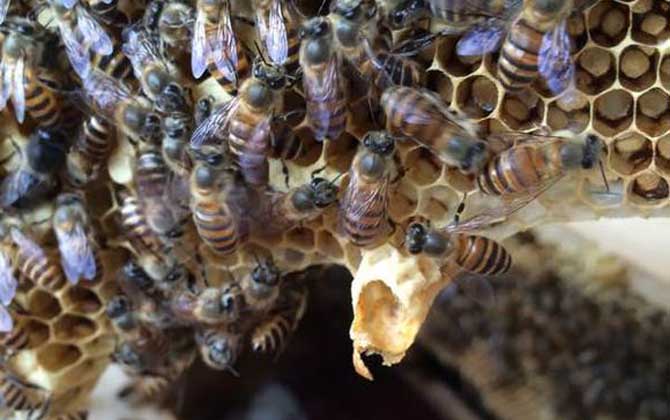 蜜蜂分家前有什么征兆? 蜜蜂分家
