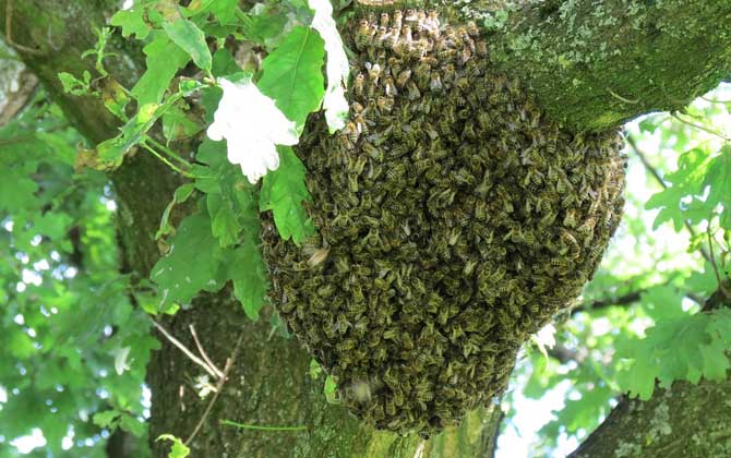 蜜蜂分家前有什么征兆? 蜜蜂分家