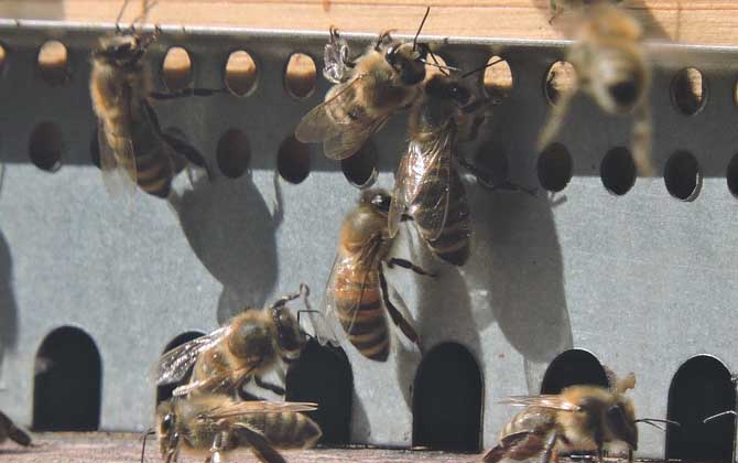 蜂群失王有什么表現? 蜂群失王