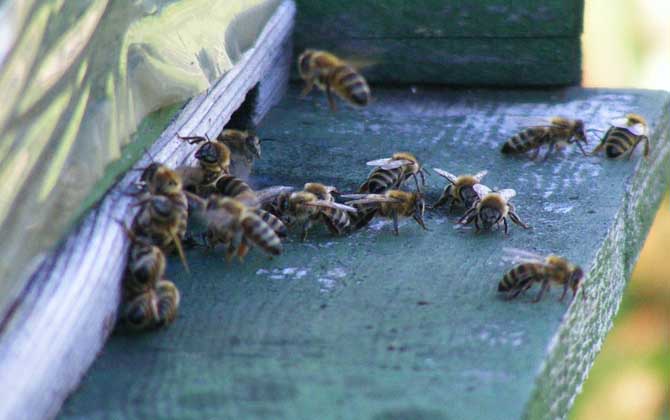 蜂群失王有什么表現? 蜂群失王