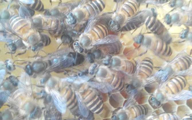蜂群失王的原因及補救辦法 蜂王