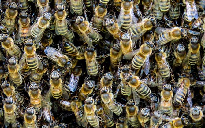 蜜蜂怎樣分蜂才不會(huì)跑? 蜜蜂