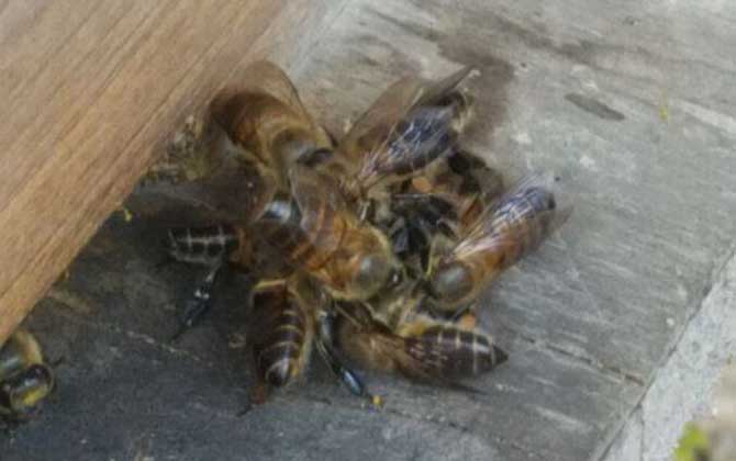 幾十只蜂的蛋群速繁法 蛋群