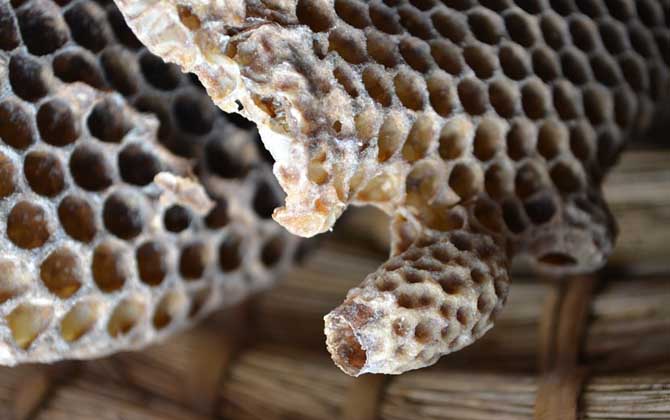 介王成功多久恢復(fù)產(chǎn)卵? 介王