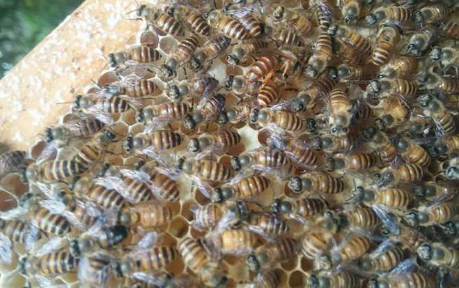 介王成功多久恢復(fù)產(chǎn)卵? 介王