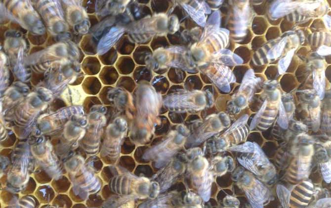 介王成功多久恢復(fù)產(chǎn)卵? 介王