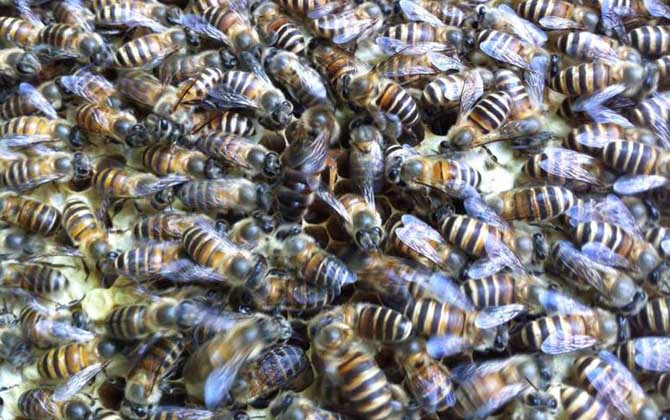 介王一般幾天可以放王? 介王