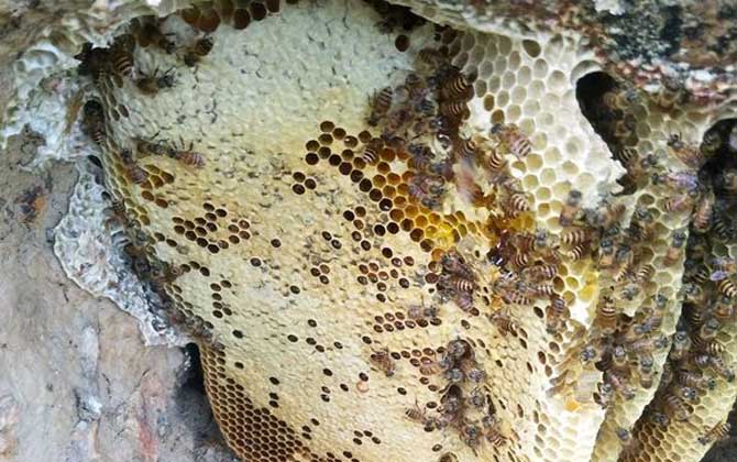 新收的蜜蜂要關幾天? 蜜蜂