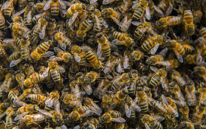 什么時候喂越冬蜂效果最好? 越冬蜂