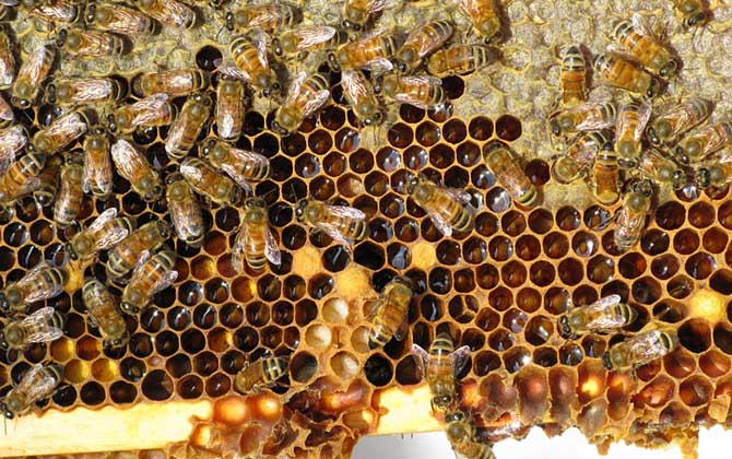 蜜蜂秋繁起止時間及繁蜂技巧 秋繁