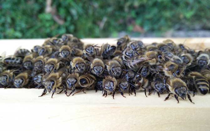 蜜蜂秋繁起止時間及繁蜂技巧 秋繁