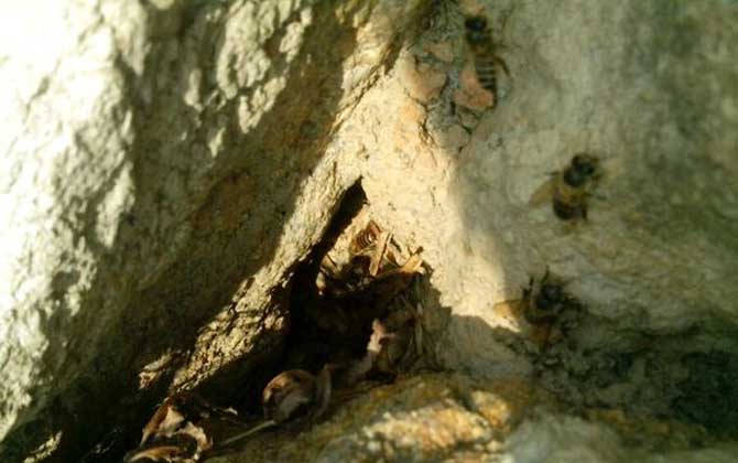 偵查蜂誘蜂來蜂的征兆 偵查蜂