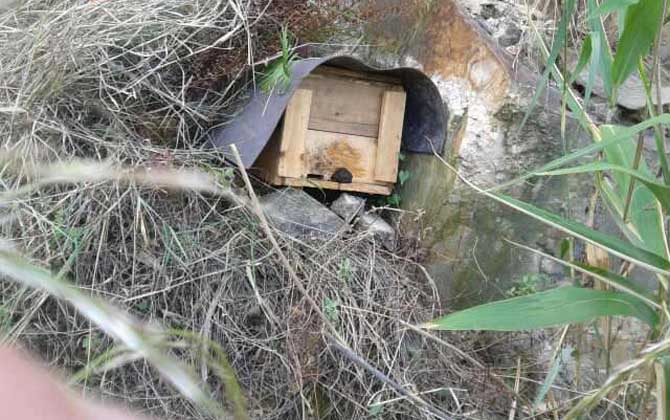 怎樣提高誘蜂箱的誘蜂力? 誘蜂箱