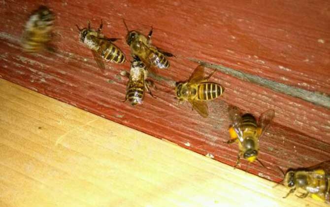 怎樣合并蜂群快速有效? 合并蜂群
