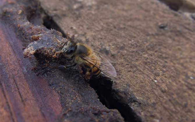 蜜蜂養(yǎng)殖技術(shù)及基本知識 蜜蜂養(yǎng)殖