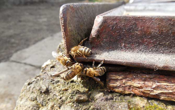 蜜蜂養(yǎng)殖技術(shù)及基本知識 蜜蜂養(yǎng)殖