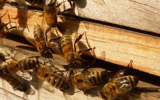 蜜蜂養(yǎng)殖新技術(shù)及注意事項(xiàng) 蜜蜂養(yǎng)殖