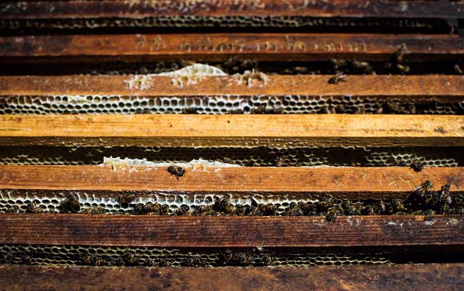 蜜蜂養(yǎng)殖新技術(shù)及注意事項(xiàng) 蜜蜂養(yǎng)殖