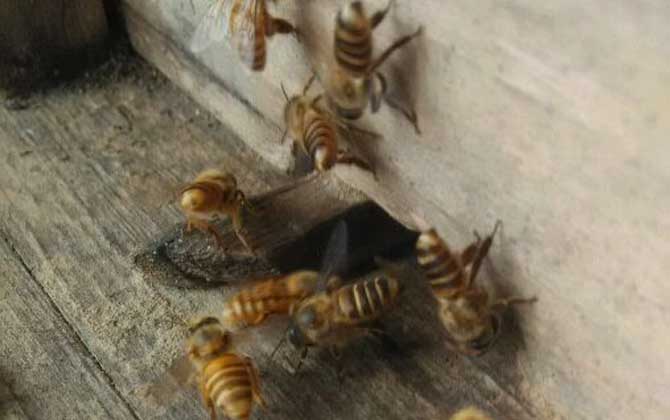 怎樣吸引偵查蜂前來(lái)偵查? 偵查蜂