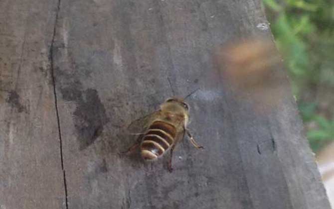 怎樣吸引偵查蜂前來(lái)偵查? 偵查蜂