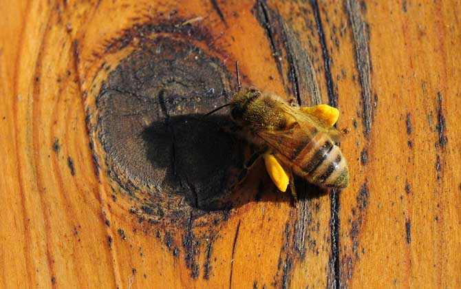 新手怎樣學養蜜蜂? 養蜂