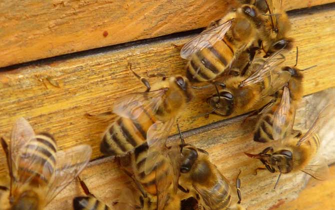 蜂箱多久開箱檢查一次? 養蜂