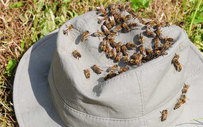 為什么蜜蜂越養越少了? 養蜜蜂