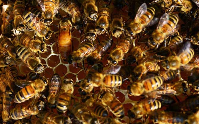 雙王群什么時(shí)候分開? 雙王群