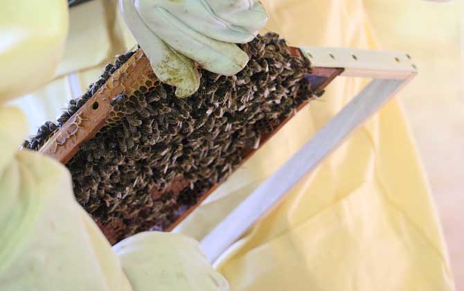 雙王群什么時(shí)候分開? 雙王群