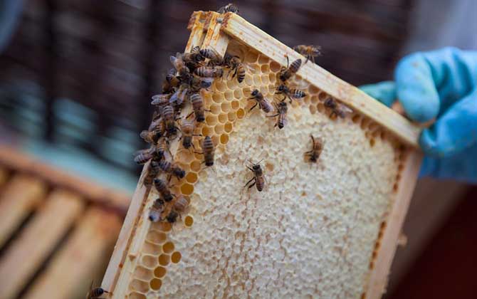 雙王群會不會導致分蜂? 雙王群