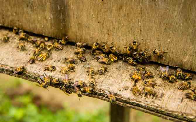 雙王群上繼箱會打架嗎? 雙王群