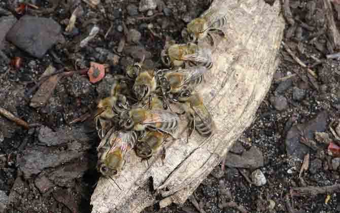 一個蜂箱雙王的養(yǎng)法 蜂群