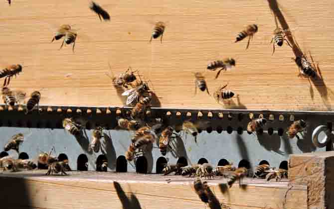 一個蜂箱雙王的養(yǎng)法 蜂群