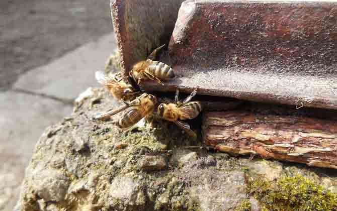 一個蜂箱雙王的養(yǎng)法 蜂群