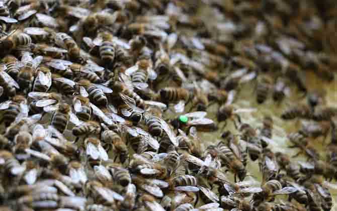 雙王群怎么上繼箱? 雙王群