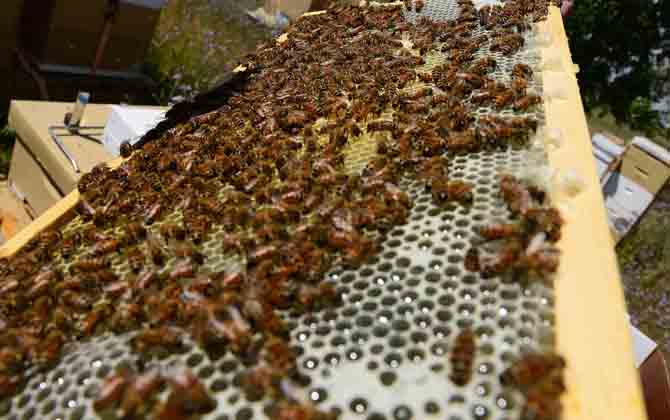 雙王群的組織時(shí)間及方法 雙王群