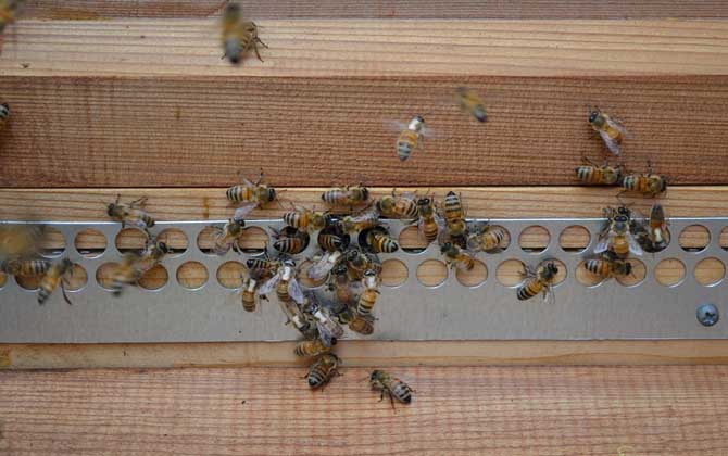 雙王群的組織時(shí)間及方法 雙王群