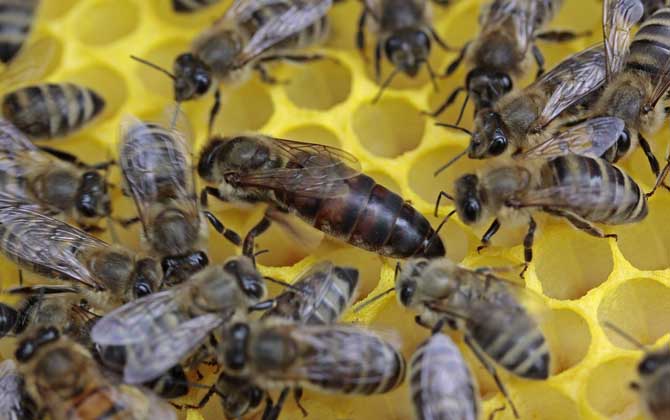 蜂群失王多久可以合并? 蜂王